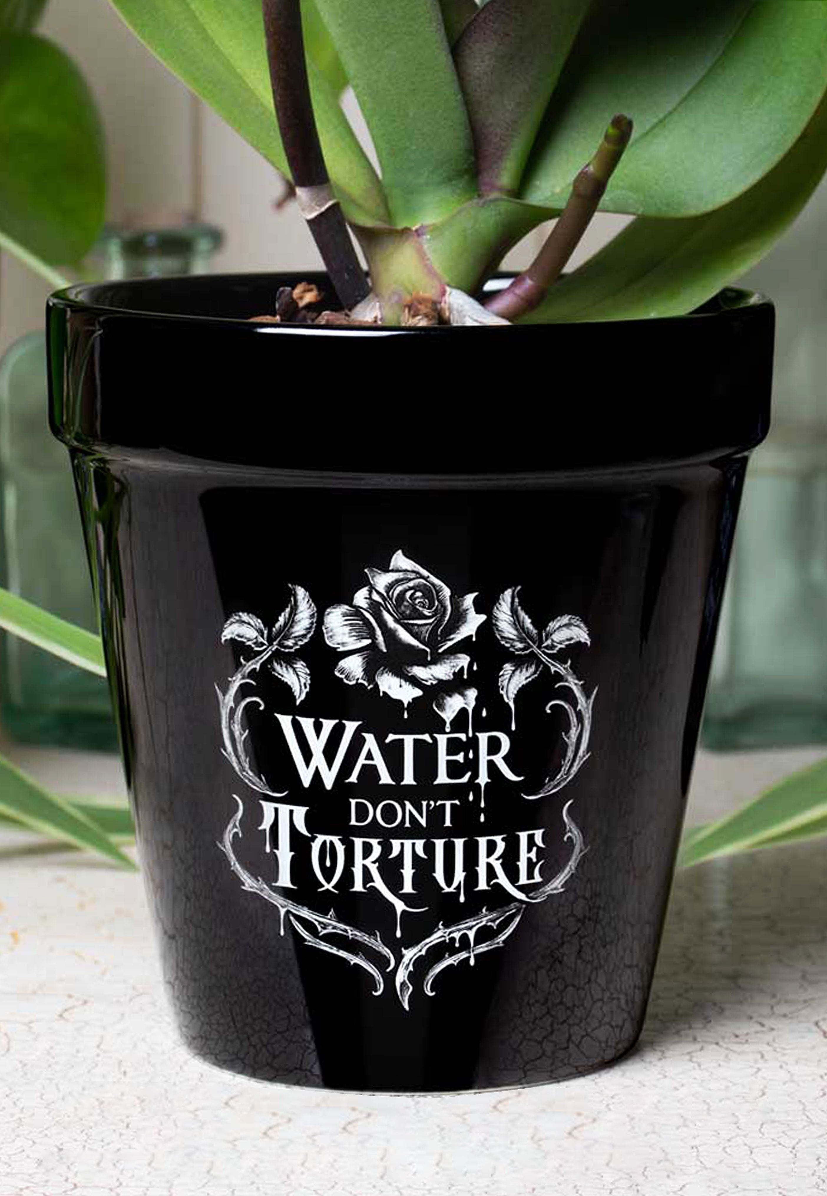 Alchemy England - Water Don´t Torture - Plant Pot