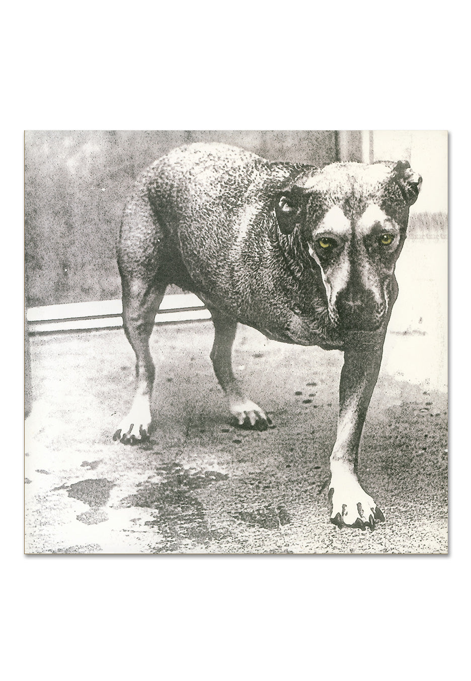 Alice In Chains - Alice In Chains (30th Anniversary Edition) Ltd. Highlighter Yellow - Colored 2 Vinyl | Neutral-Image