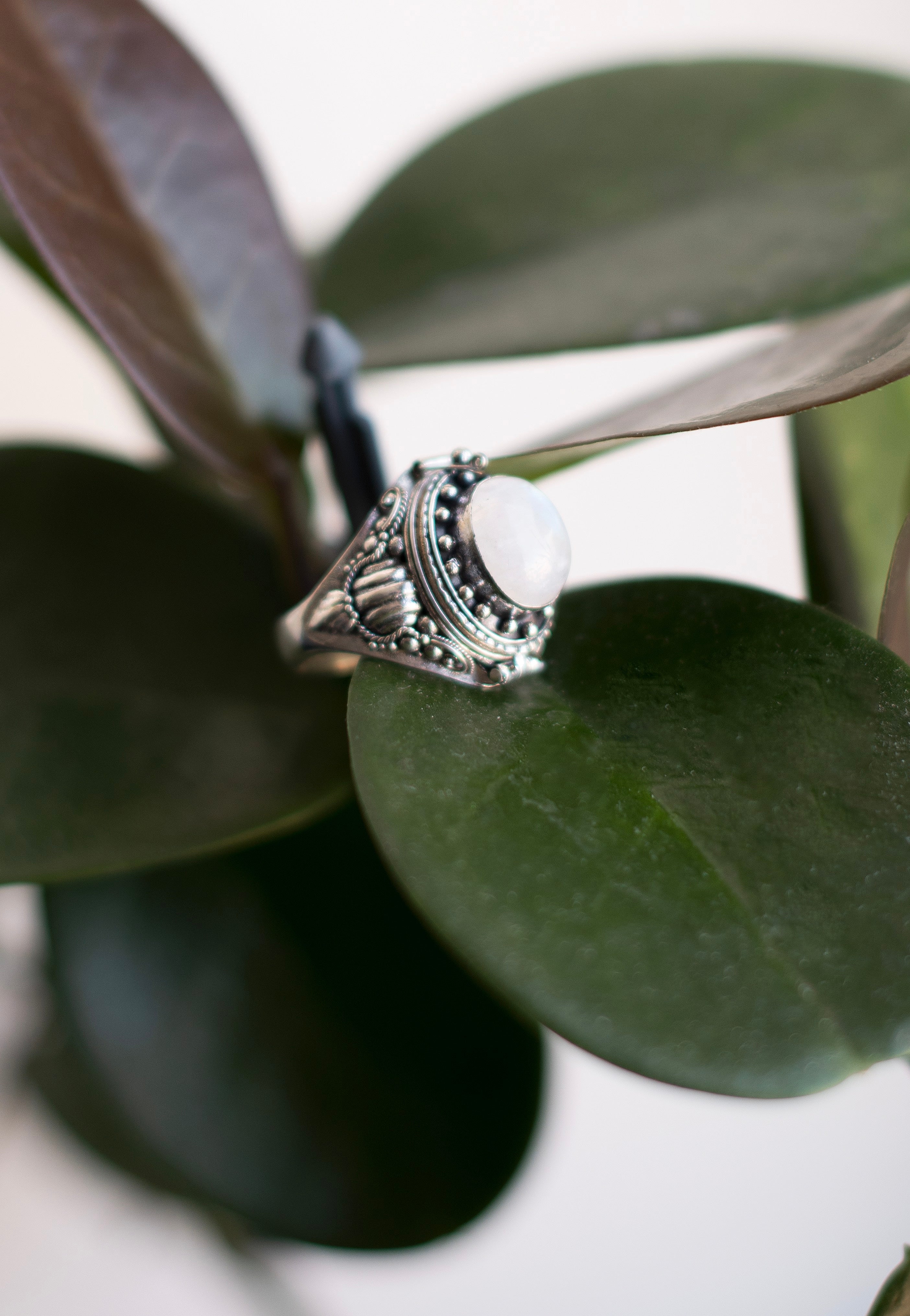 etNox - Giftring Silver - Ring | Neutral-Image