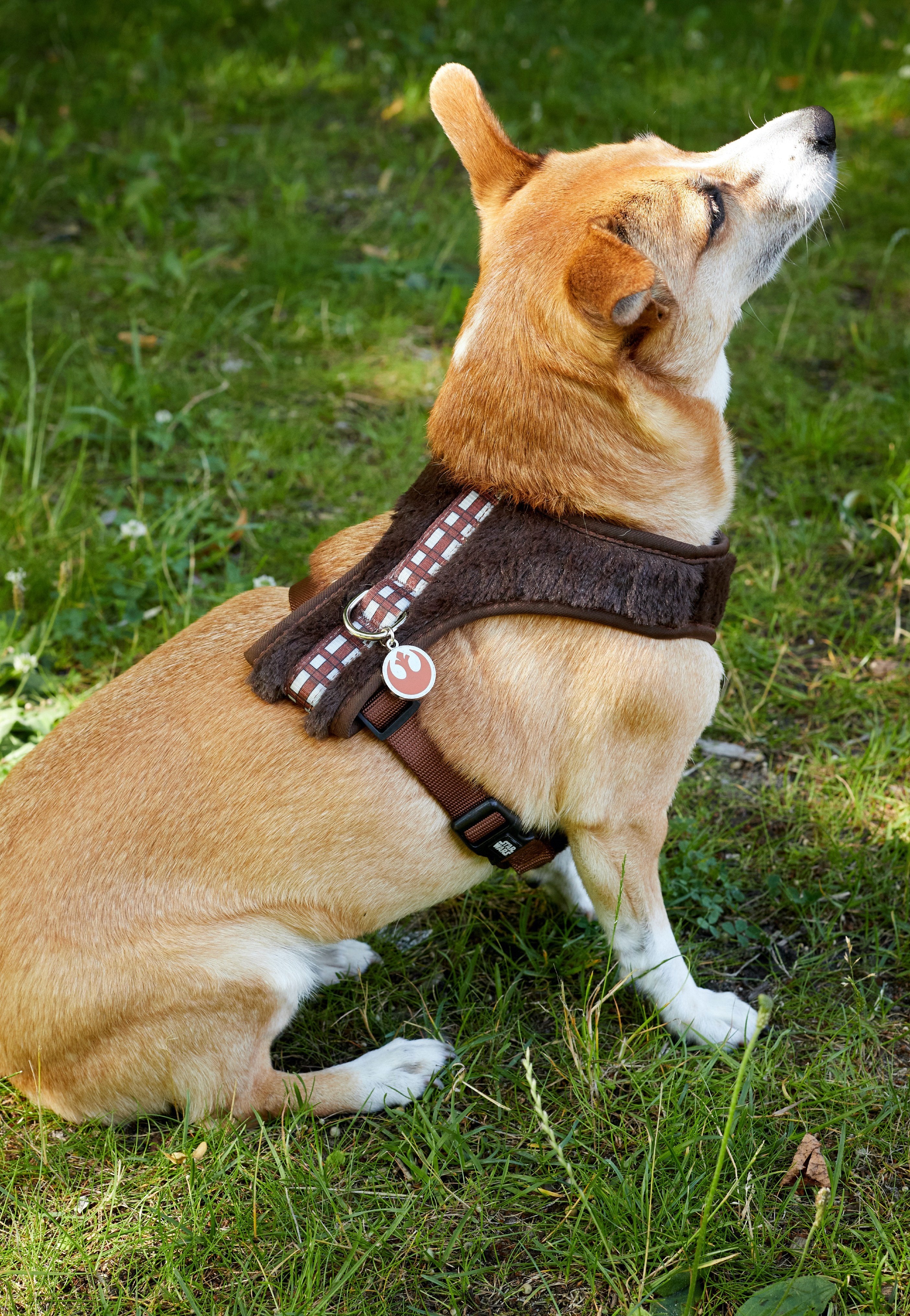 Star Wars - Chewbacca - Dog Harness