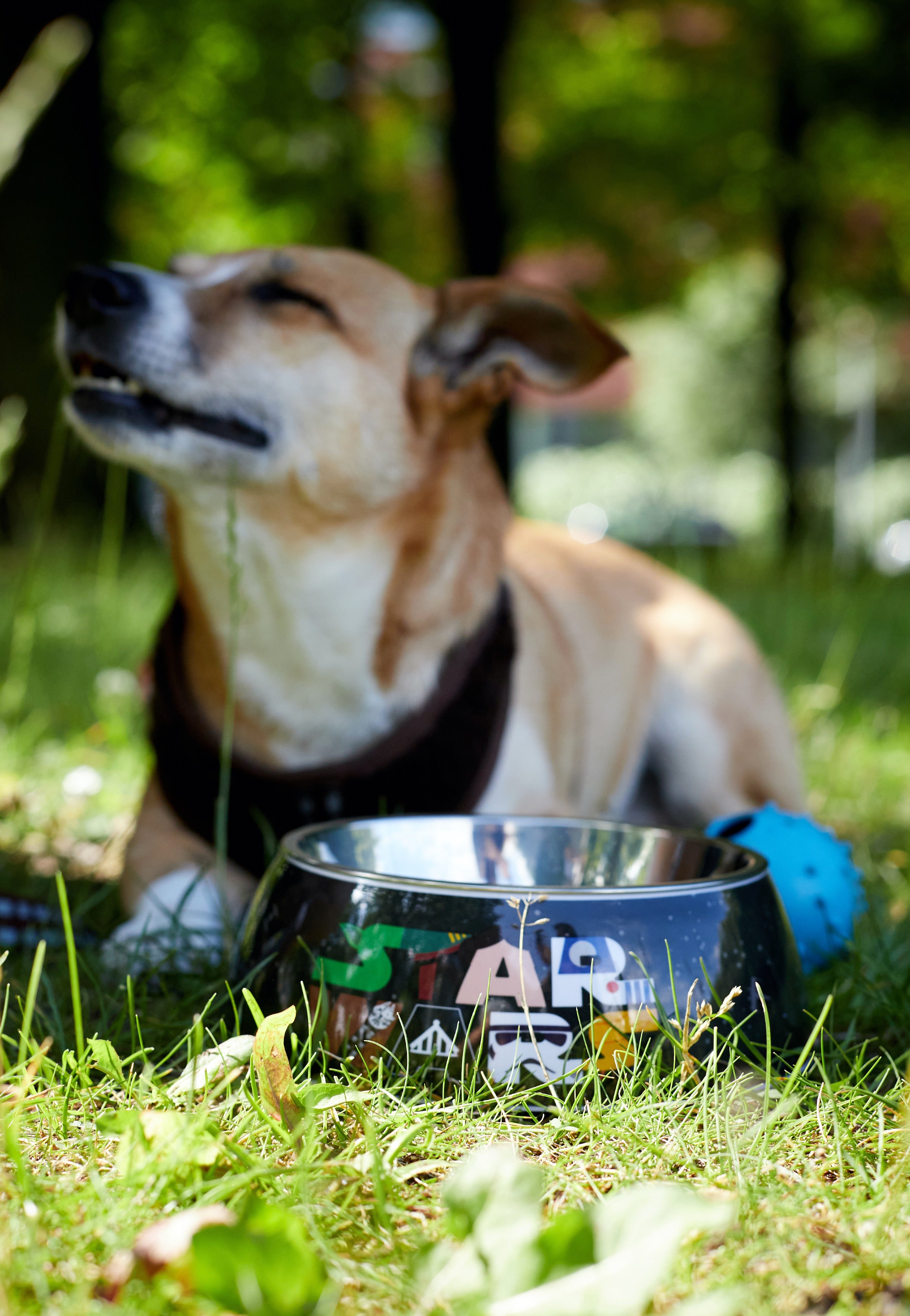 Star Wars - Characters - Dog Bowl